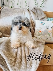 Hickory